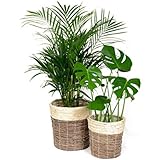 観葉植物 本物 8号+6号セット アレカヤシ8号・モンステラ6号 【ツートーン鉢カバー付】