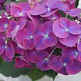 クリムゾンブルー　さかもと園芸　達人のあじさい　あじさい　アジサイ　紫陽花　花鉢植え　花　ギフト　プレゼント　贈答品 (クリムゾン)