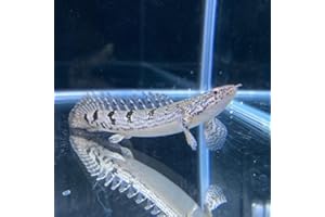 ポリプテルス デルヘッジィ 約9-13cm 1匹 （東南アジアブリード）※選別不可