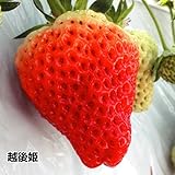 国華園　いちご苗　越後姫　6株【※発送が国華園からの場合のみ正規品です】