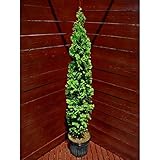 “デグルーツスパイアー”120cm