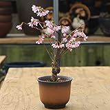 桜盆栽：おかめ桜*オカメザクラ