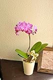 産地直送　椎名洋ラン園のテーブル胡蝶蘭 (ピンク系おまかせ)