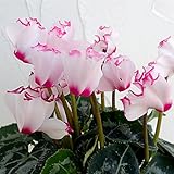 軽井沢育ちのガーデンシクラメン：ビクトリア3号ポット 3株セット ノーブランド品