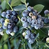 [サザンハイブッシュ系]ブルーベリー：ミスティー5号ポット ノーブランド品