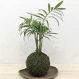 苔玉 テーブルヤシのコケダマ