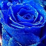 200pcs red Rose Seed Professional Seedling floer Plant/ Vary Colors Selection garden flowers Seeds P