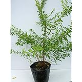 Amazon 本セット ユキヤナギ 樹高0 5m前後 15cmポット ゆきやなぎ 雪柳 苗 植木 苗木 生垣 目隠し 植木