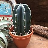 柱サボテン おしゃれ インテリア 多肉植物