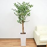 人工観葉植物 斑入りベンジャミン ロングスクエア陶器鉢
