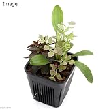 (ビオトープ/水辺植物)メダカが喜ぶ水辺植物!産卵・冬眠用寄せ植え 3号(1ポット)水質浄化 本州・四国限定[生体]
