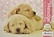盲導犬チャリティーカレンダーMessage 2018 ([カレンダー])