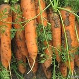 100 seeds new Kuroda five-inch carrot seed selling small family organic vegetable garden seeds