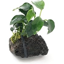 51NrbATjhvL._AC_UL210_SR210,