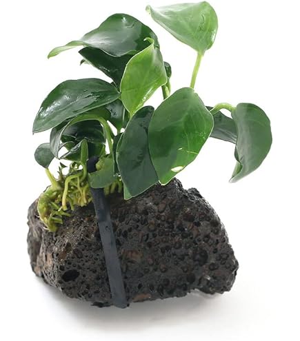 ミクロソリウム、アヌビアアスナナ ミクロソリウム、アヌビアアスナナ - メルカリ