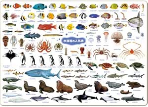 Amazon Co Jp ザ アクセス 海の生き物 図鑑 下敷き 水族館の人気者 大全シリーズ 文房具 オフィス用品
