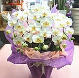 胡蝶蘭 【光触媒】 鉢植え 【造花】 白ミディ3本立て 胡蝶蘭