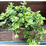 Amazon Co Jp ペペロミア デピーナ 観葉植物 ホーム キッチン