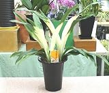 万年青（おもと）：オモト鉢植え：「あけぼの 宗石」