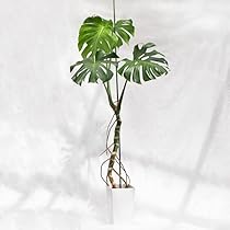 モンステラ デリシオーサ シルバーラバ モンステラデリシオーサ シルバースター Monstera Deliciosa