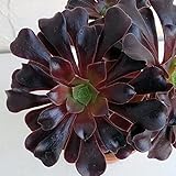 アエオニウム：カシミアバイオレット5号ポット[多肉植物・人気の黒法師の仲間] ノーブランド品