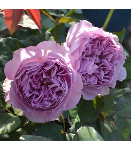 Amazon.co.jp: ［ ルクソール 6号鉢 大苗 予約 ］ 鉢植え バラ 薔薇