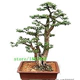 20 juniper bonsai tree Seeds potted flowers office bonsai purify the air absorb harmful gases Cypres