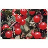 果樹苗 ユスラウメ 赤実ユスラウメ 1年生苗