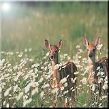 Rikki Knight Baby Deer Fawns Inフィールドの花デザインアートセラミックタイル4 by 4インチ、
