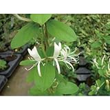 緑のカーテン スイカズラ 吸い葛(大株) 白・黄色花 香りよし 落葉 つる性 木本