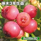 国華園　果樹苗　ブルーベリー　ピンクレモネード　挿木3年生苗　3株【※発送が国華園からの場合のみ正規品です】