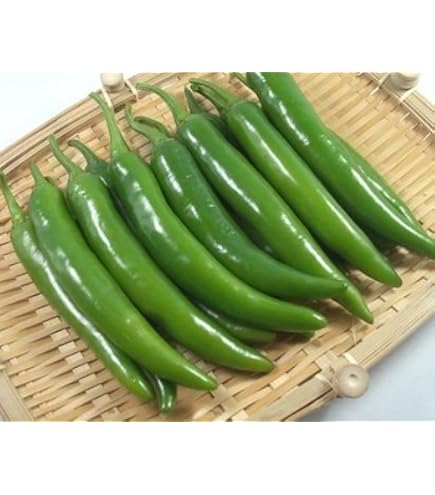 Amazon | ☆韓国直輸入☆ 青唐辛子 約10kg辛口＜1BOX