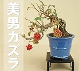 いよじ園 （） 美男カズラ 貴風盆栽 （いよじ園） ▼ご選択ください,8