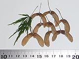【モミジ・カエデの種】セキモリ（関守） 種子10粒 Sekimori weeping lace-leaf Japanese maple 10 seeds ～ 国内仕入れ品 ～