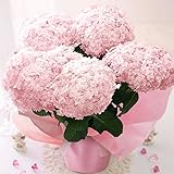 BunBunBee 母の日 アジサイ鉢・まあるい「てまりてまり・ピンク」