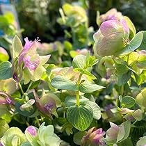 51Nykvop2AL._AC_UL210_SR210,