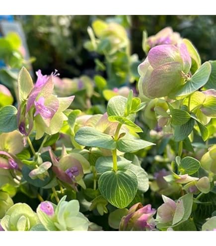 ♥宿根草♥育てやすく人気のハーブ♥オレガノケントビューティー♥ポットごと発送 ♥宿根草♥育てやすく人気のハーブ♥オレガノケントビューティー