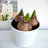 ヒヤシンス：ホワイトパール3球植え4号ポット 2個セット[冬に咲く香り高いヒヤシンス！] ノーブランド品