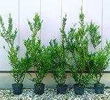 イヌツゲ 樹高80cm前後 5本セット