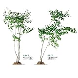 オンリーワン　植栽・樹形美　ハウチワカエデ　UN6-TJH 　Bタイプ