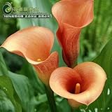 Calla lily flower seed spring and winter seasons set an indoor potted plant grass seed planting live