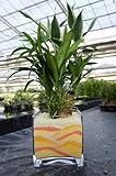 ［寄せ植え］ハイドロカルチャー　観葉植物　　オレンジバージョン スクエア１５