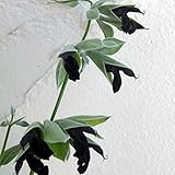 サルビア:ディスコロール3号ポット 3株セット ノーブランド品