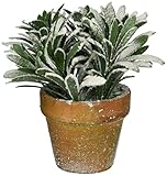 Snowy Wide Leaf in Pot [並行輸入品]