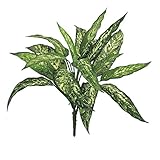 MAGIQ 東京堂 上質な造花 アグラオネマブッシュ  GREEN FG009056
