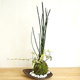 きりりとした立ち姿のトクサと足元には色々な葉色が楽しめる【トクサ・テイカカズラの苔玉・くらま岩器セット】 (敷石の色（白）)