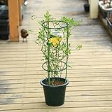 鉢花:キモッコウバラ(黄木香バラ)*八重咲き 6号行燈仕立て オールドローズ