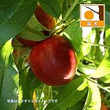 モモ(桃）：早生ワッサー4.5号ポット[桃とネクタリンの交配種][果樹苗木] ノーブランド品