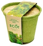 エコットＭ　レタス