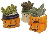 花市場直送便 【ハロウィン】多肉植物ハロウィンカップ 3個セット